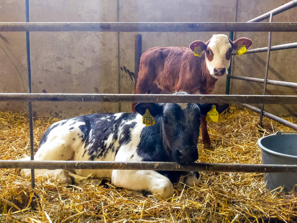 Blaarkop koe terug op boederij in Dronten