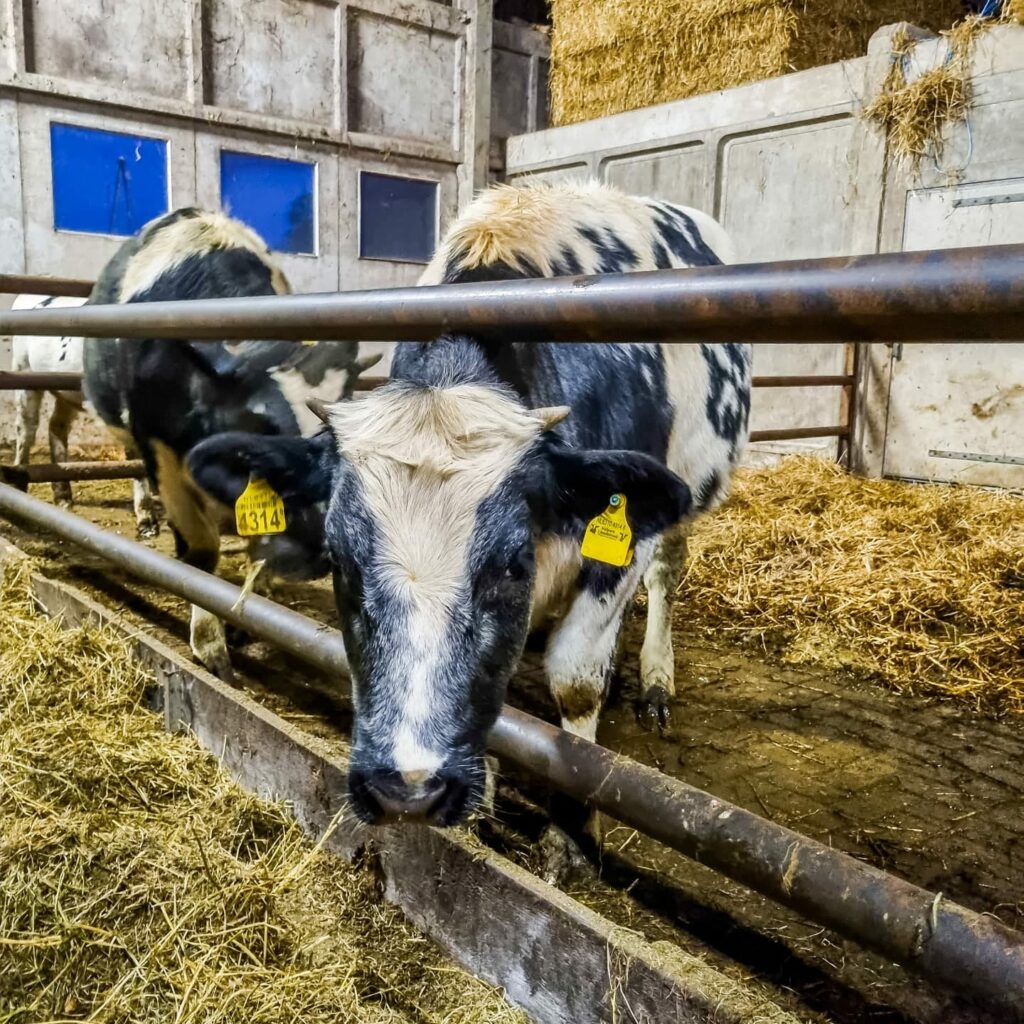 Wintertijd bij boerderij De ommelanden