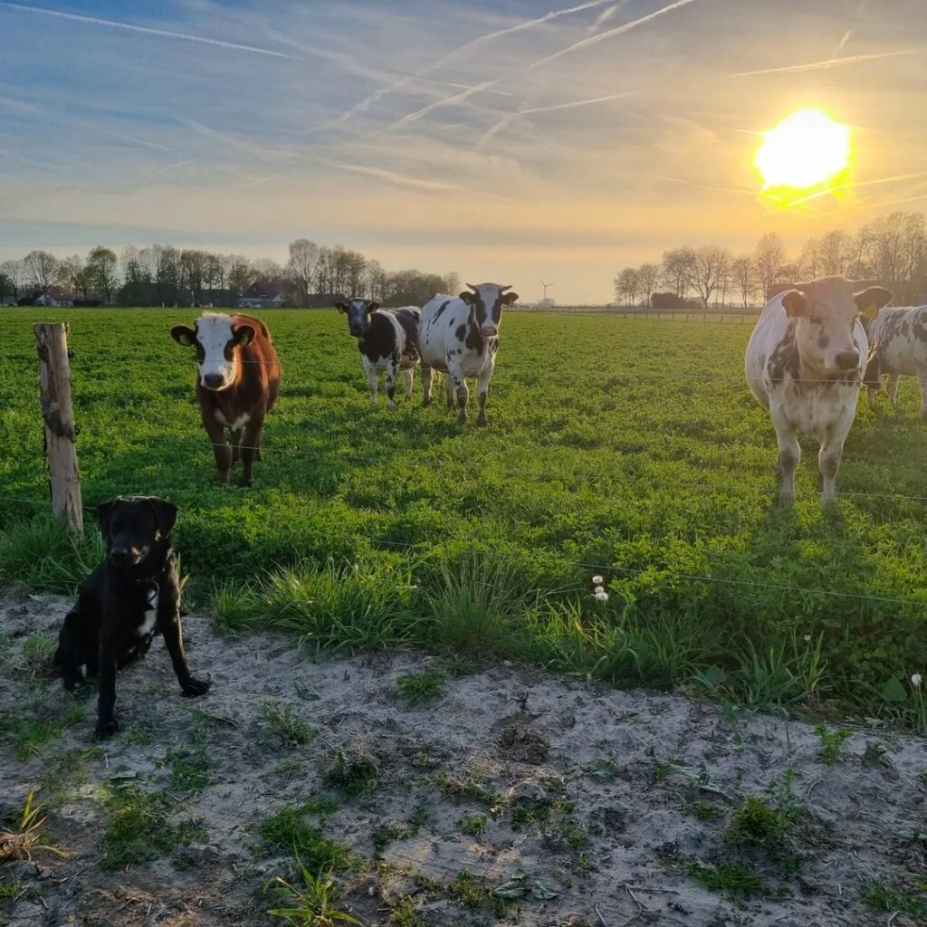 De koeien lopen weer buiten | Ommelanden Dronten