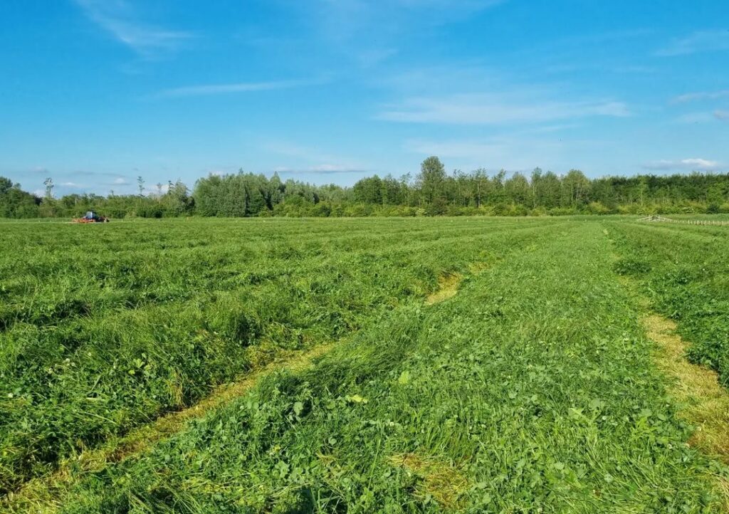 Het weiland gemaaid Ommelanden Dronten