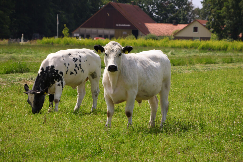 natuurlijk lekker vlees boerderij de ommelanden